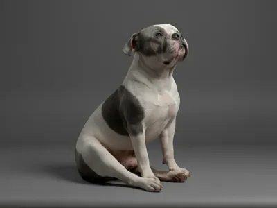American Bully - Puppy for painting