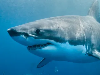 Great White Shark