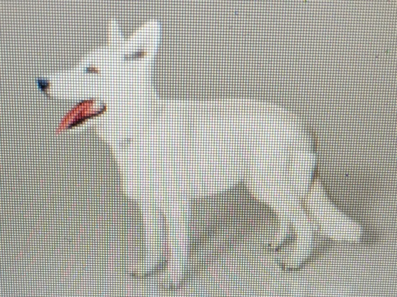 Weisser Schäferhund