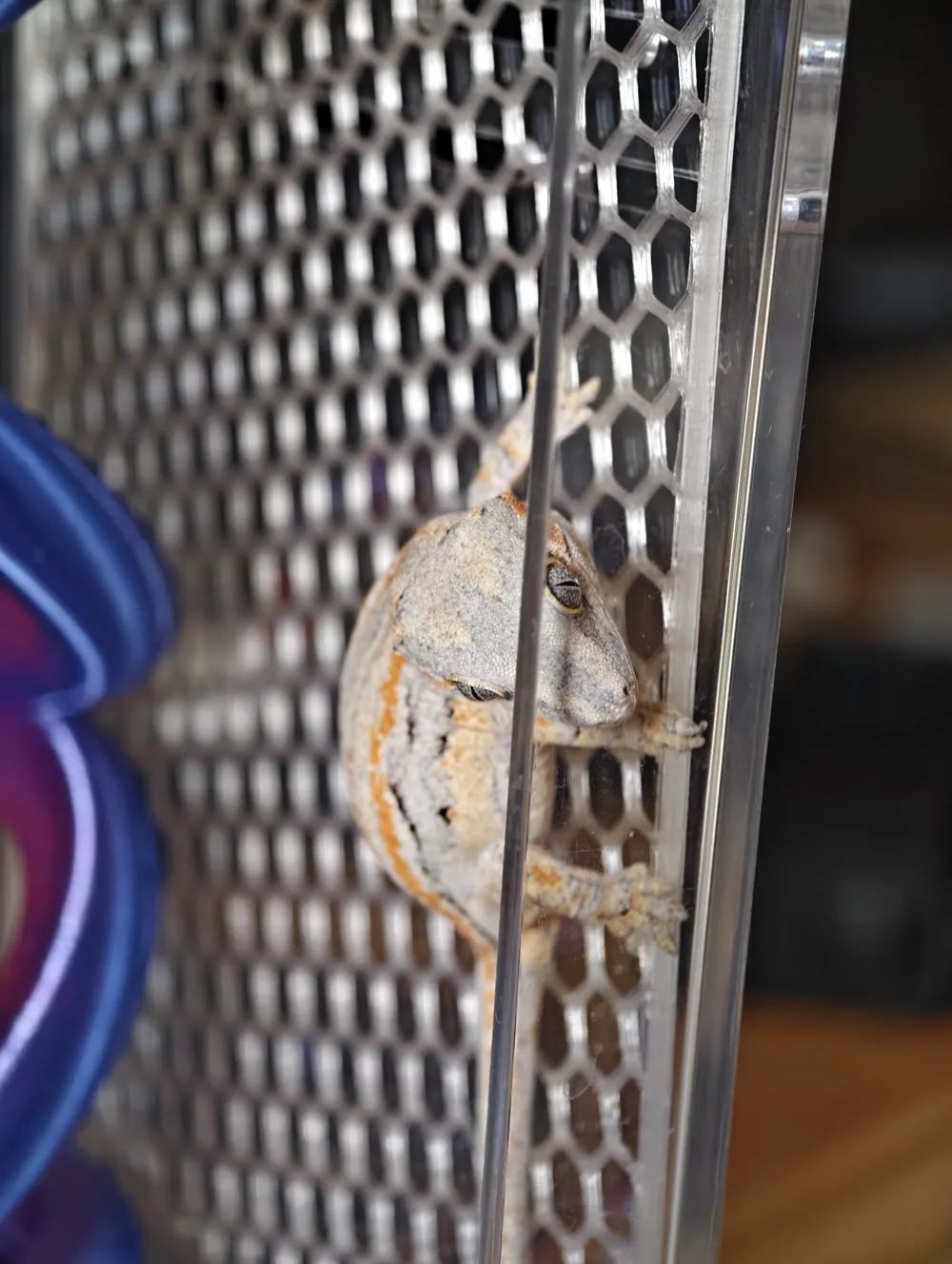 Gargoyle Rite Aid Gecko Climbing Aid Mesh for gargoyle geckos, crested geckos (shedding ...