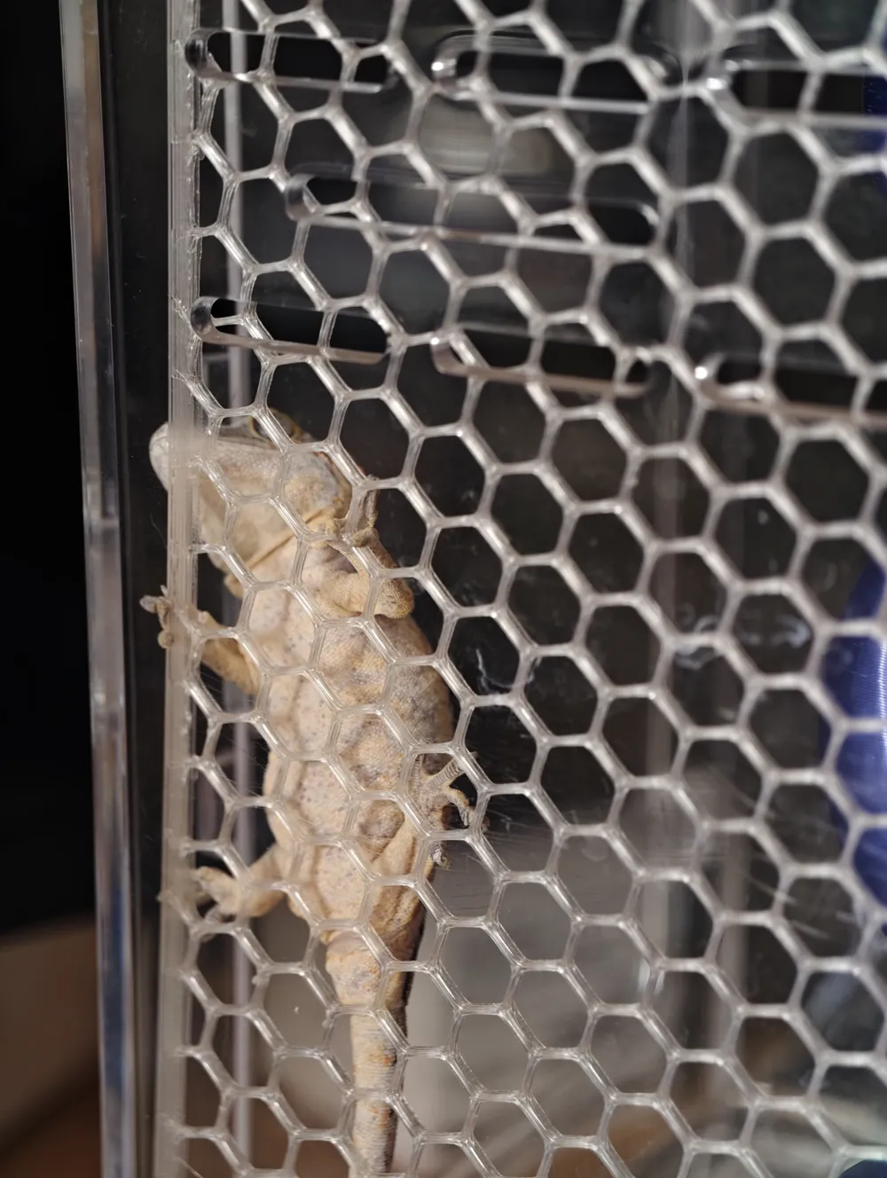 Gargoyle Rite Aid Gecko Climbing Aid Mesh for gargoyle geckos, crested geckos (shedding ...