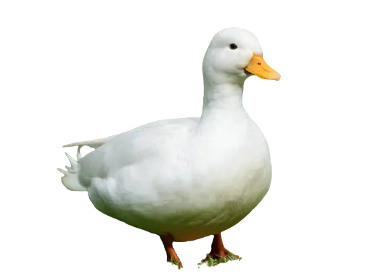 Duck model