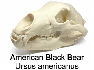 American Black Bear - Ursus americanus, 3MF incl.