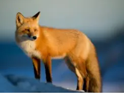 fox
