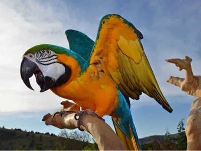 Bird