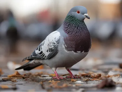 Pigeon