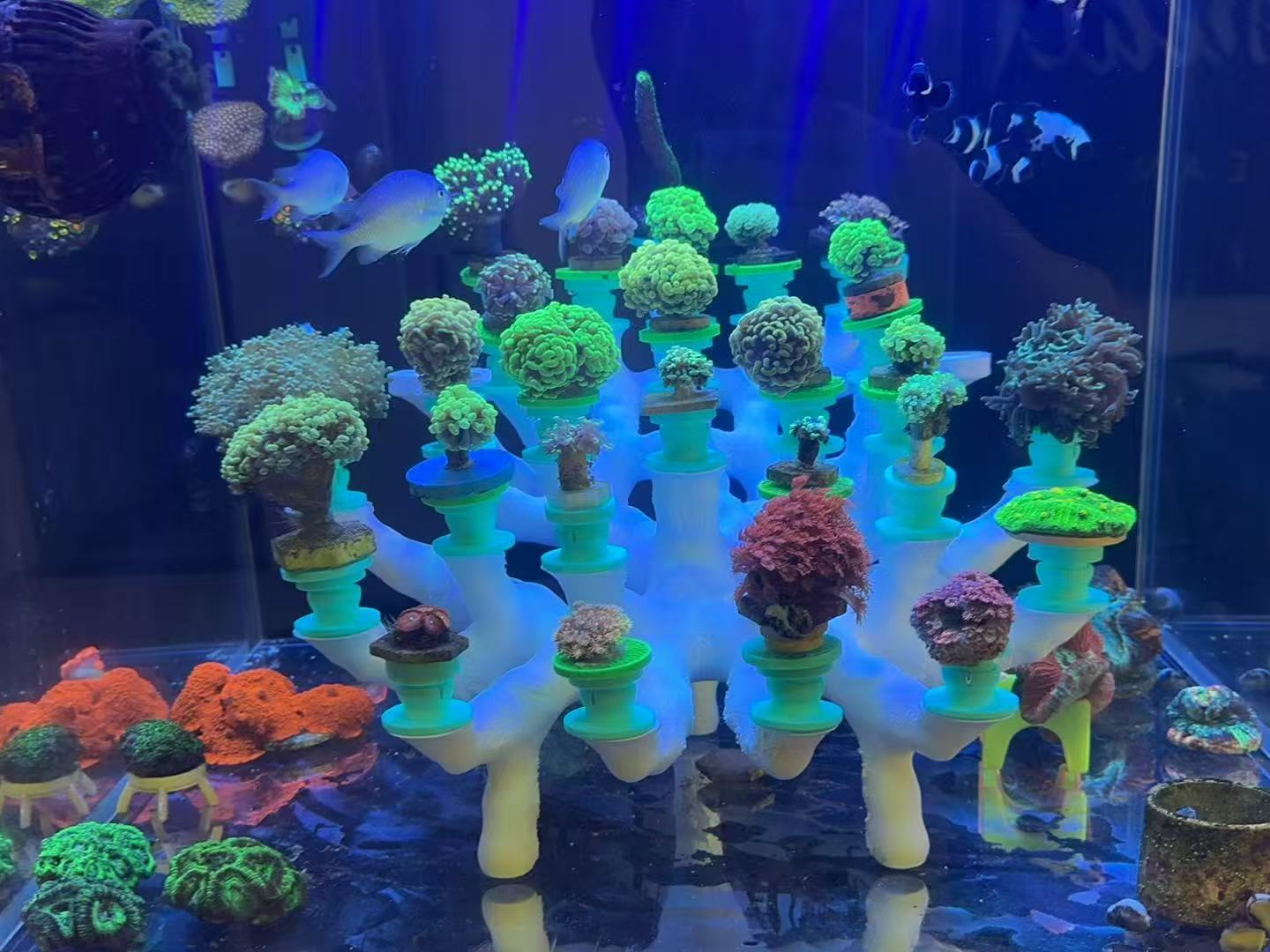 珊瑚造景海缸分体打印版