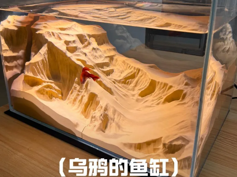 乌鸦的鱼缸第4集