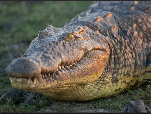 Crocodile