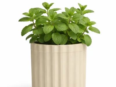 Cup Decor 