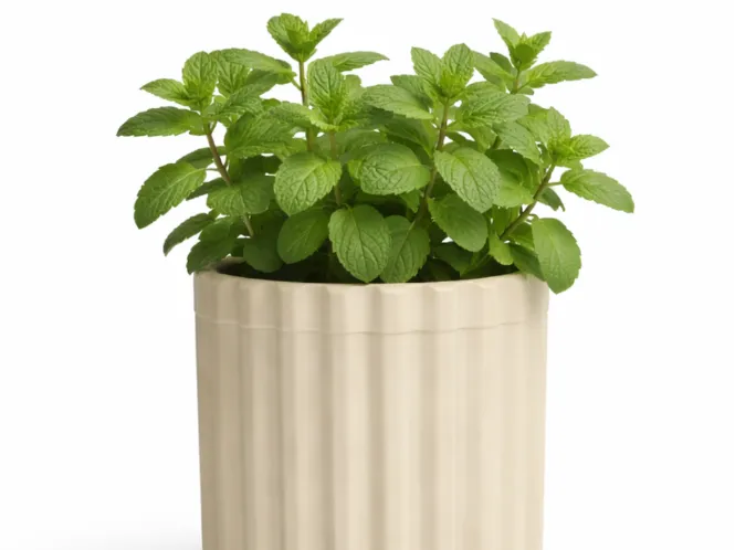 Cup Decor 