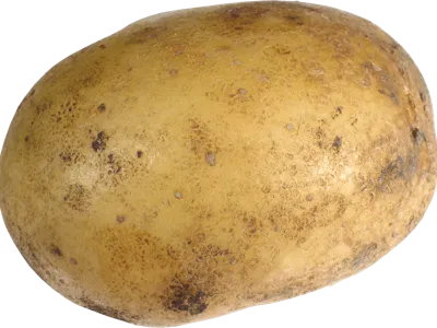 Phone Stand (ITS NOT A POTATO)