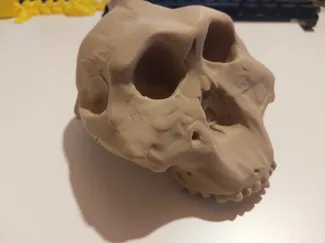 Paranthropus boisei