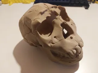 homo ergaster