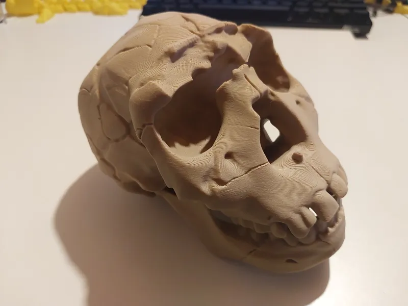 homo ergaster