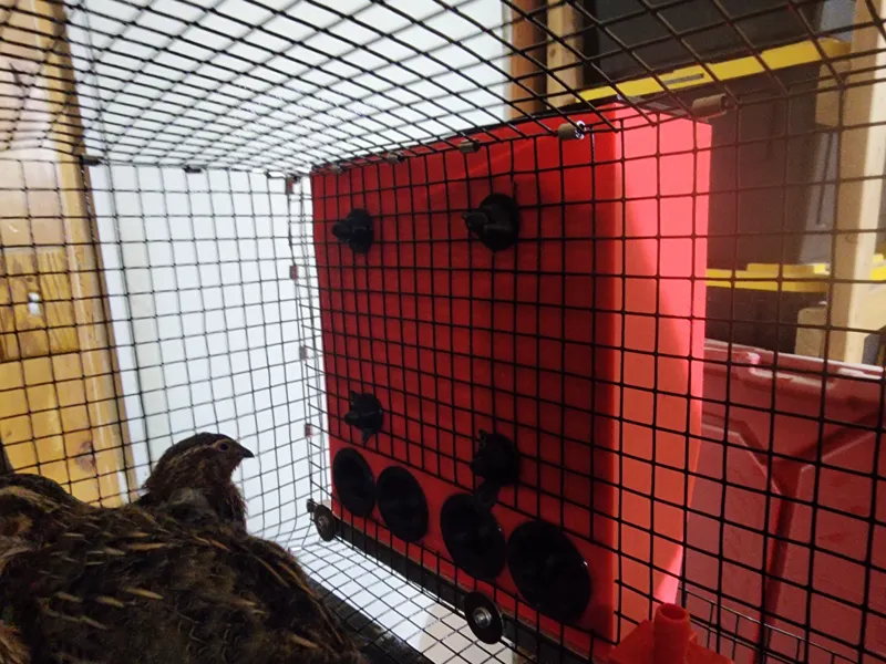 Quail wire cage feeder