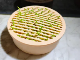 猫草杯 仓鼠 种草 发芽 麦芽