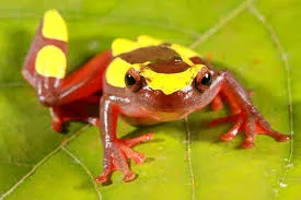 clown tree frogs discovered in the Amazon