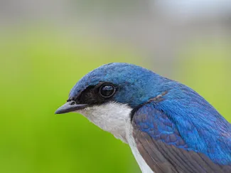 model tree swallow