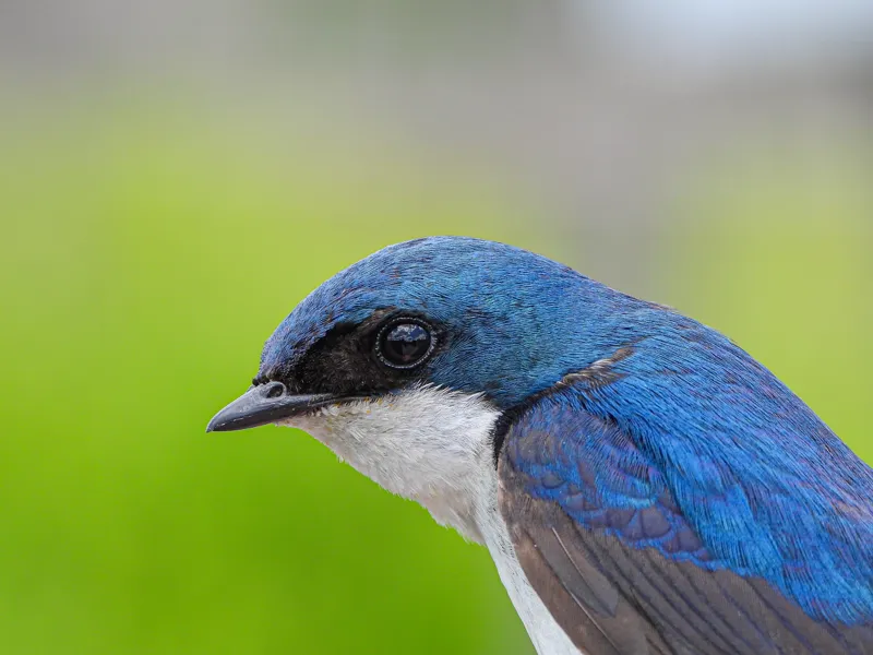 model tree swallow