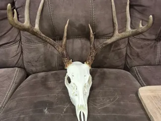 Deer Skull Test