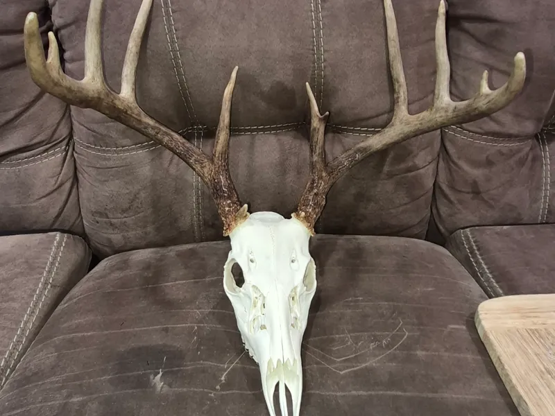 Deer Skull Test