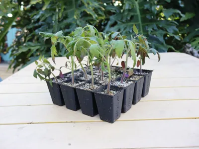 Parametric Snap-Apart Seed Trays