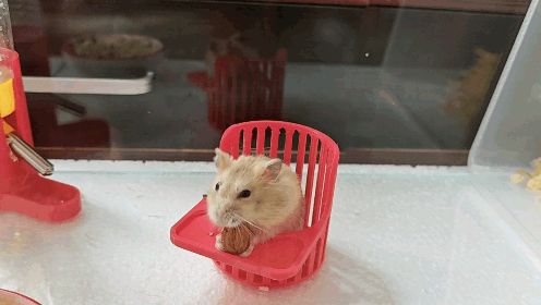 https://makerworld.bblmw.com/makerworld/model/DSM00000002476232/design/f1571eeb40c062d1.gif