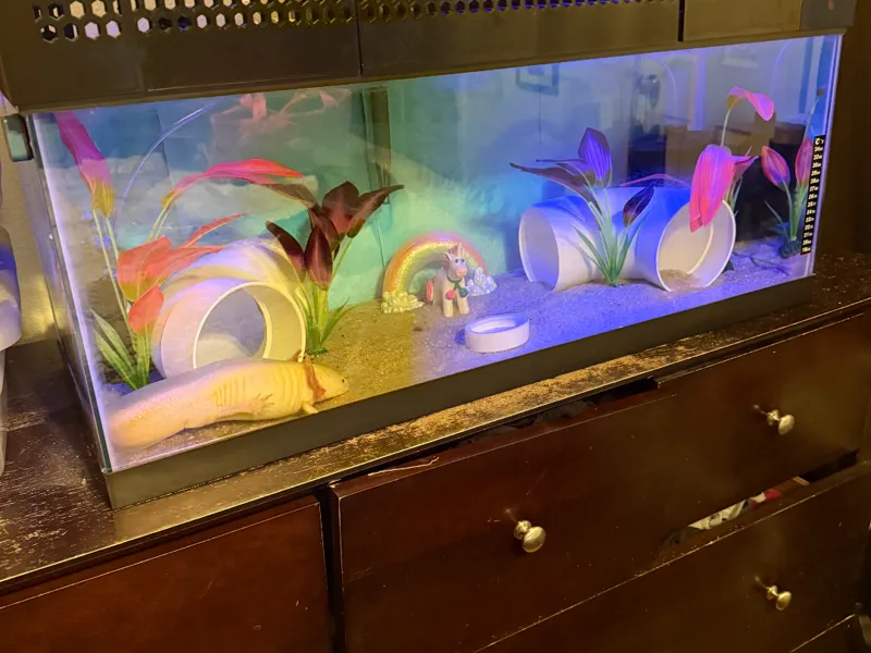 Cover for 20 gallon long fish tank