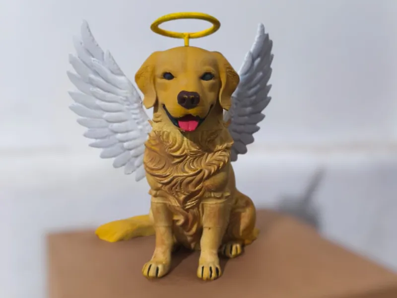 golden single  cachorro