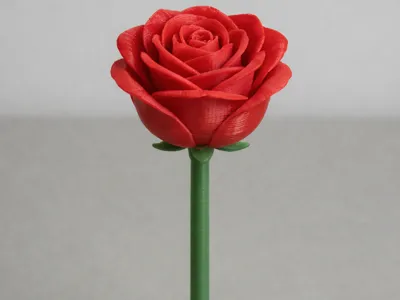 rose for women's day