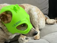 Casque GoPro pour chien — photo 1