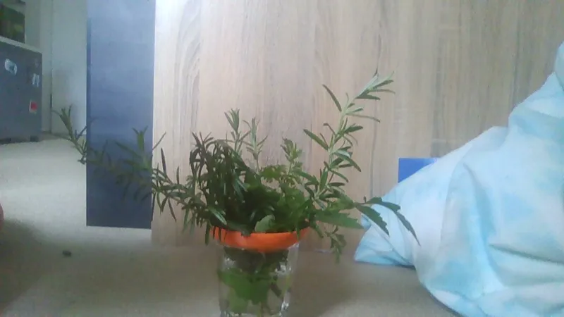 Cutting root starter