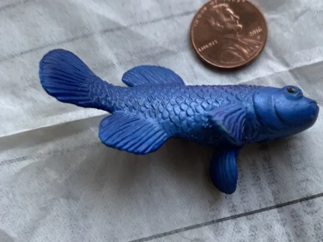 Pupfish