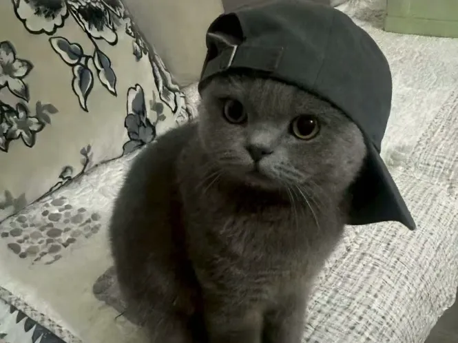 戴帽子的猫