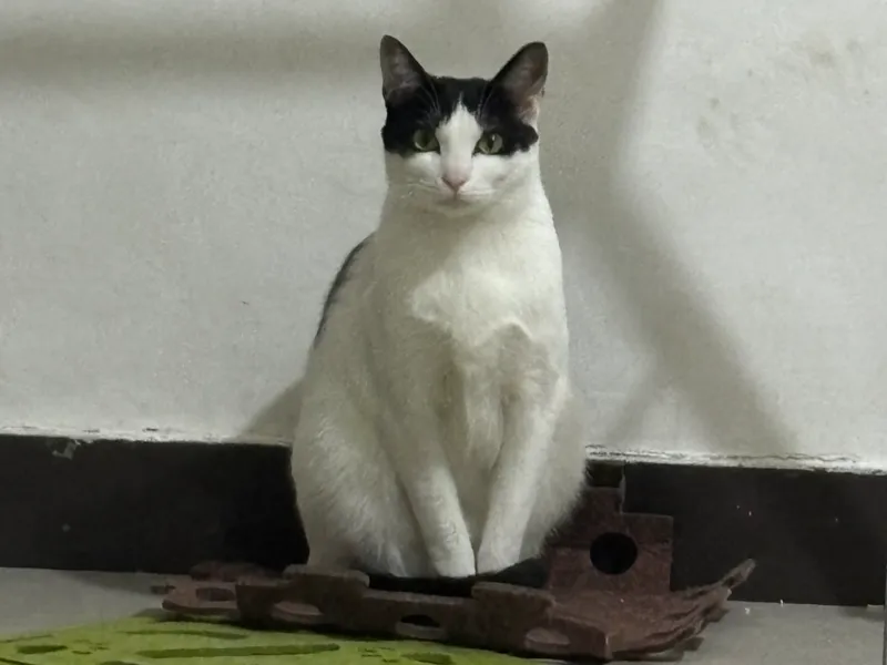 端坐奶牛猫