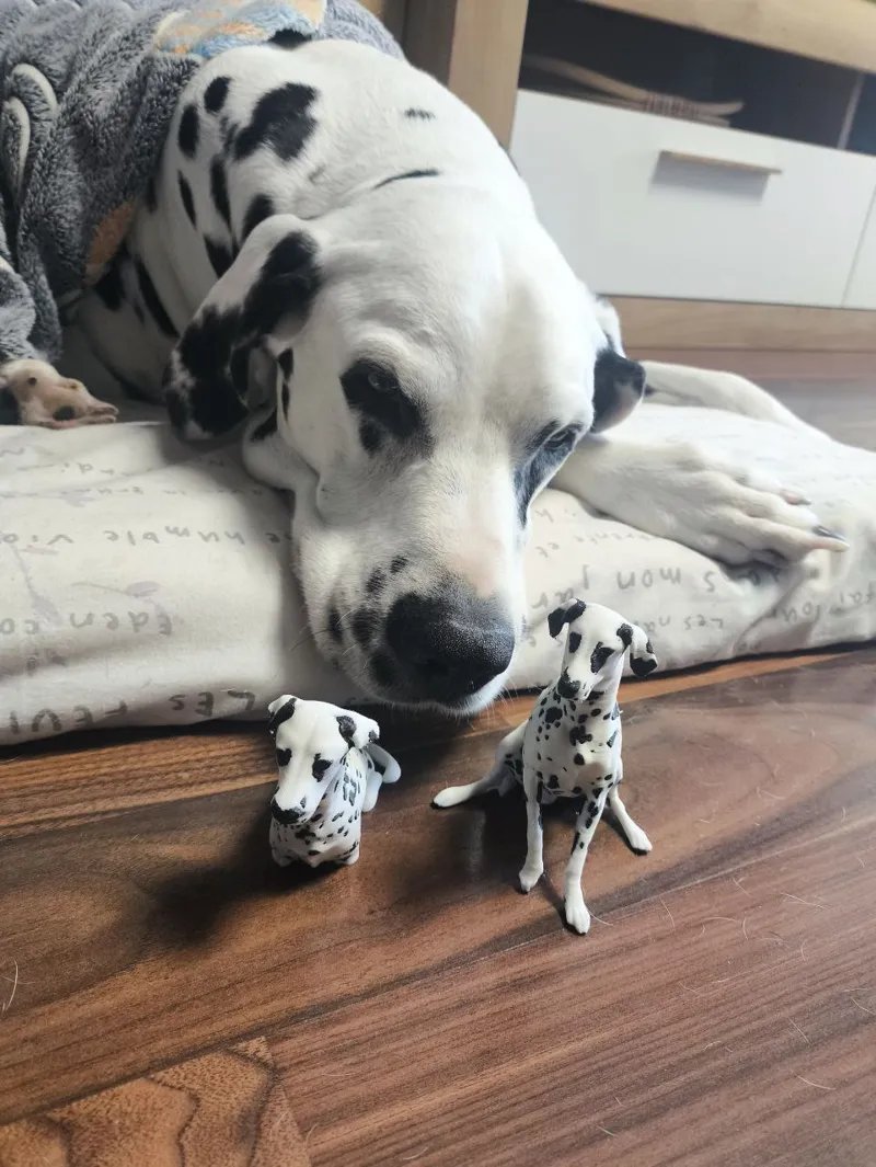 Dalmatian dog