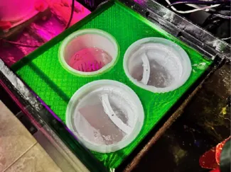 RedSea 4 Inch Filter Sock Adapter