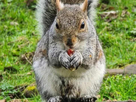 Hungry Squirrel
