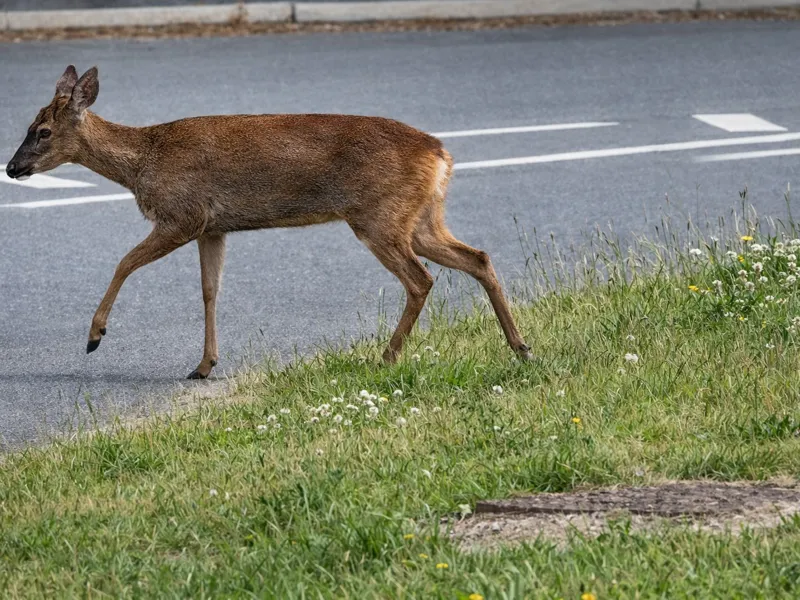 Roe Deer