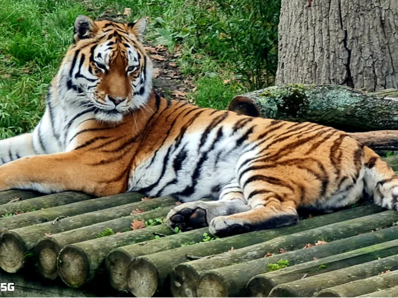 Lazy Tiger