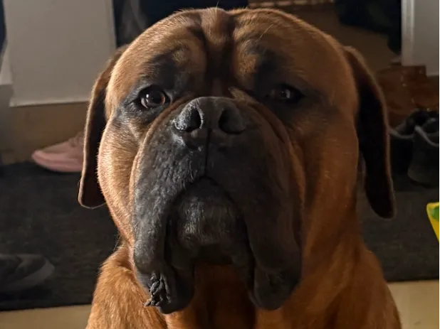 Biggy chien Dogue de bordeaux