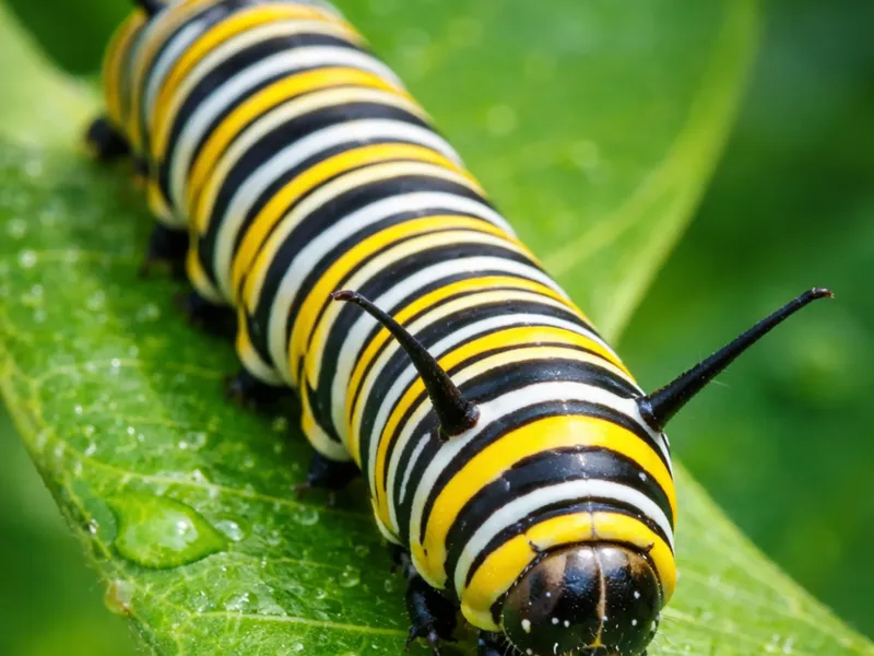 catapiller