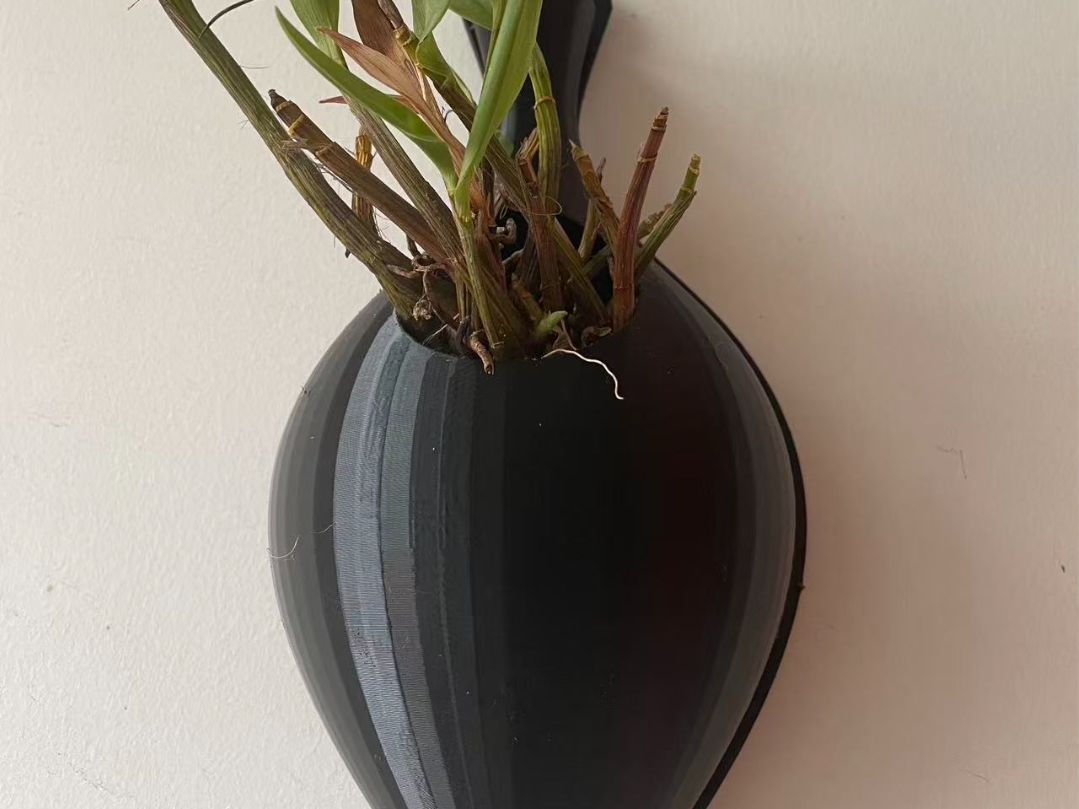 蝴蝶兰花盆挂式