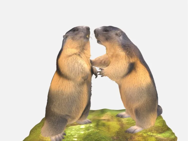 Marmottes