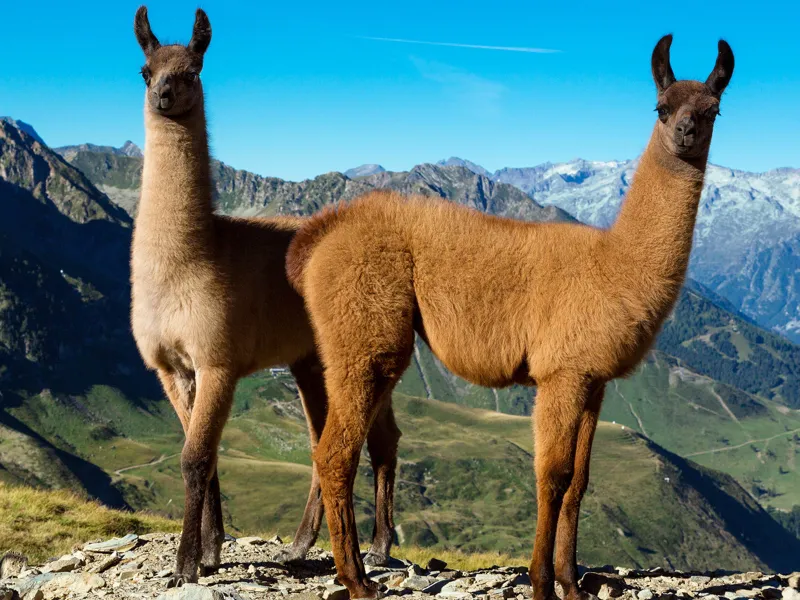 alpaca figurine