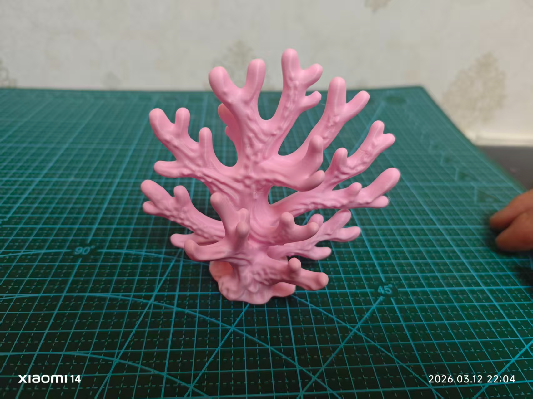 珊瑚
