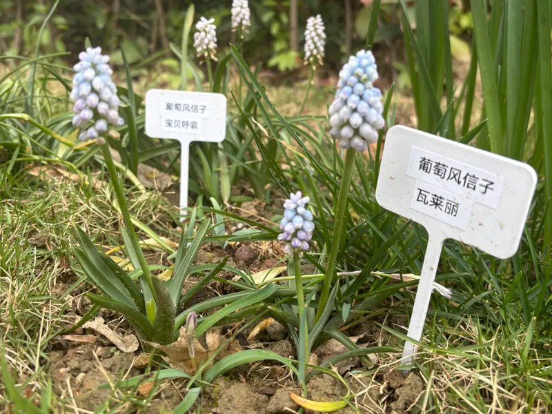 园艺插牌/花盆铭牌