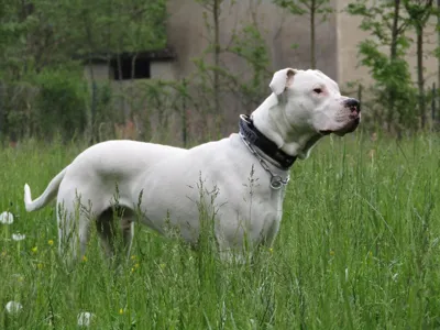 Dog Argentino