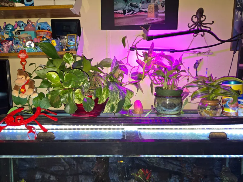 Aquatic Planters